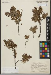 Foto von Salix waldsteiniana Willd.